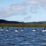 Agencia de Viajes Peuco Expediciones Carahue